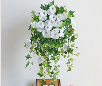 Planty hangbloemen