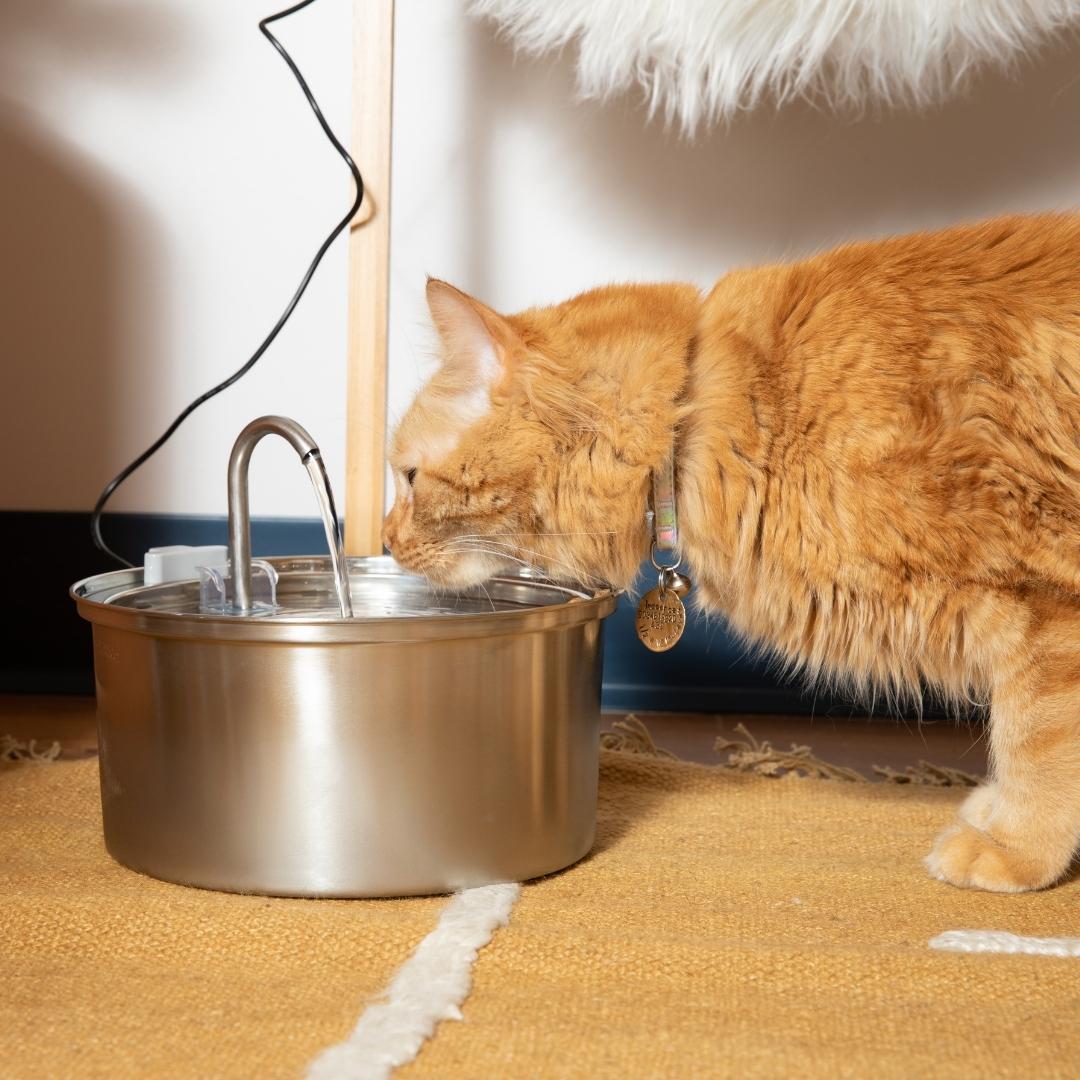 De Kittyfountain™ - Kattenset voor gezondheid en geluk