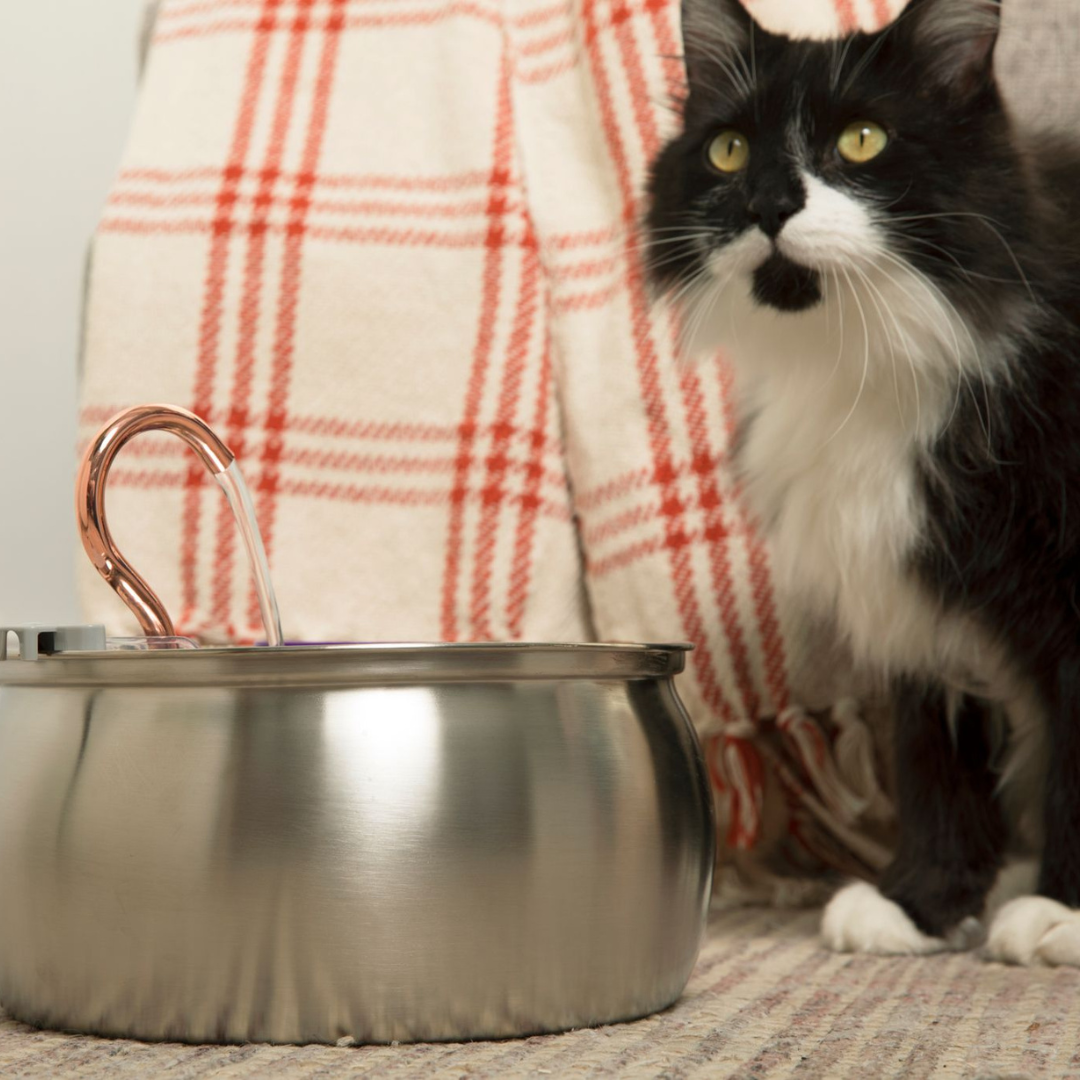 De Kittyfountain™ - Kattenset voor gezondheid en geluk