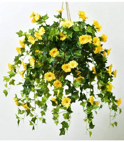 Planty hangbloemen