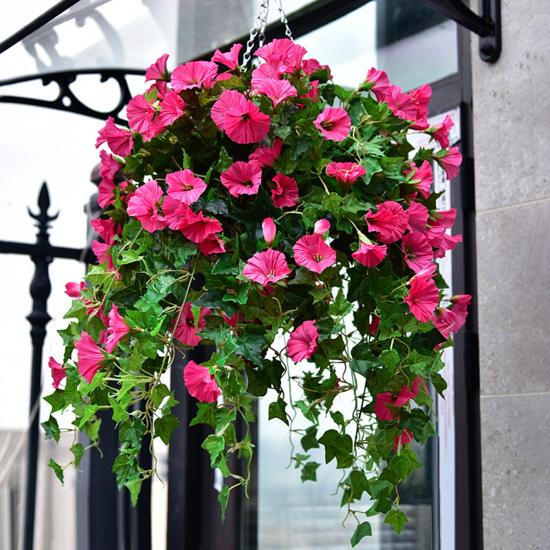 Planty hangbloemen